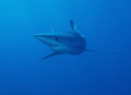   blue shark  